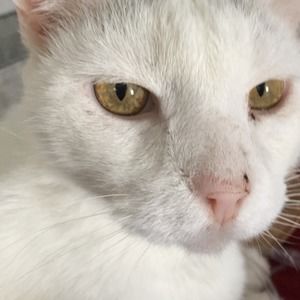 Meet your Posher, Sharon